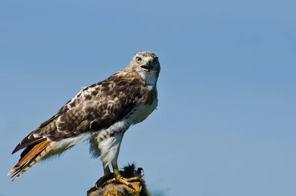 Falco coda rossa che fa contatto con gli occhi — Foto Stock