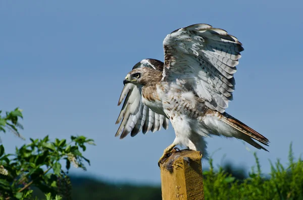 Red-Tailed Hawk Taking to Flight — Stock Photo, Image