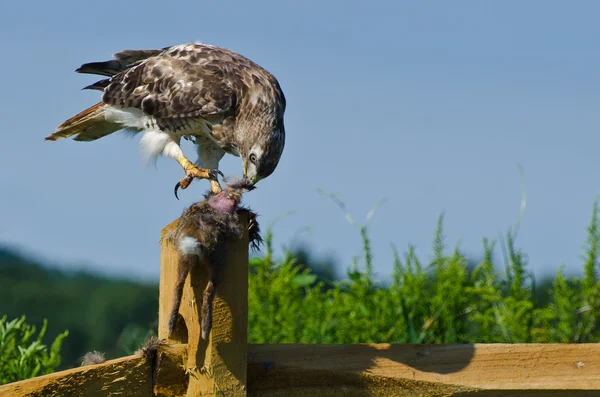 Red-Tailed Hawk Eating Captured Rabbit — Stock Photo, Image