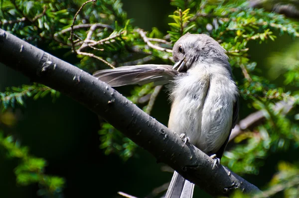 Tufted Titmouse Preening Itself — Stock Photo, Image