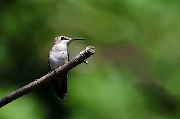 Ruby - Vitstrupig hummingbird uppflugen i ett träd — Stockfoto