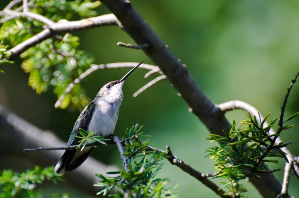 Ruby-Throated Hummingbird Perched in a Tree Looking for Trouble — Stock Photo, Image