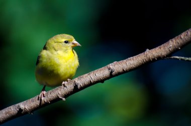 Amerikalı dişi Saka kuşu bir dal üzerinde tünemiş