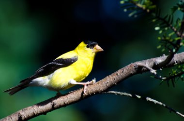 bir dal üzerinde tünemiş erkek Amerikan sakası