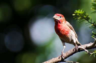 Finch Erkek Evi Bir şubeye tünemiş