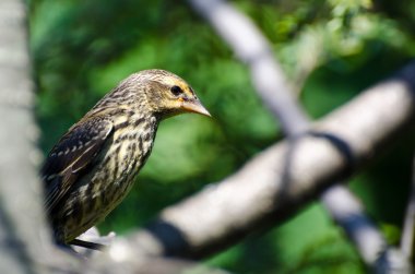 bir ağaca tünemiş Kırmızı kanatlı karakuş