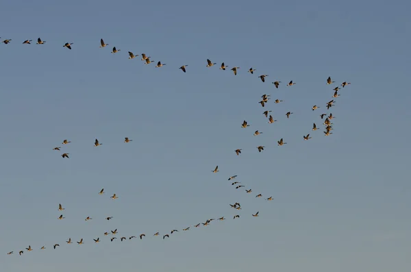 Gran bandada de gansos de Canadá que vuelan en el cielo azul —  Fotos de Stock