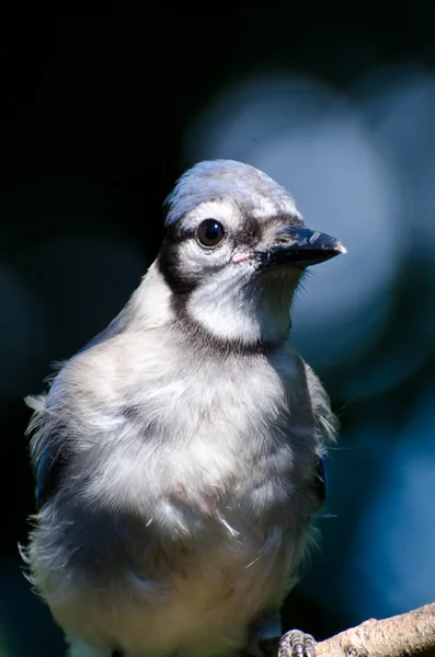 Blue Jay Close Up — Stock Photo, Image