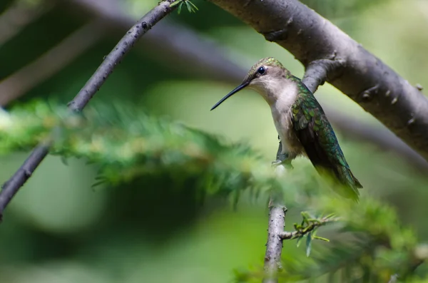 Ruby - throated hummingbird wznosi się w drzewo — Zdjęcie stockowe