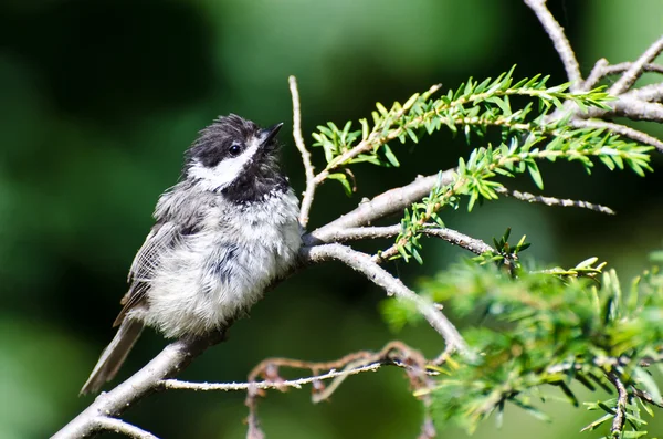 Ung svart-capped chickadee uppflugen i ett träd — Stockfoto