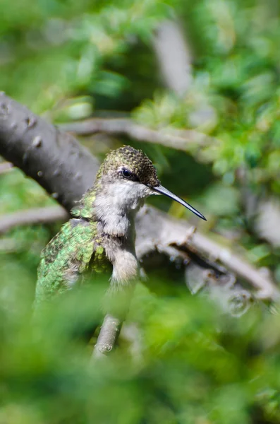 Ruby-Throated Hummingbird Looking Mean — Stock Photo, Image