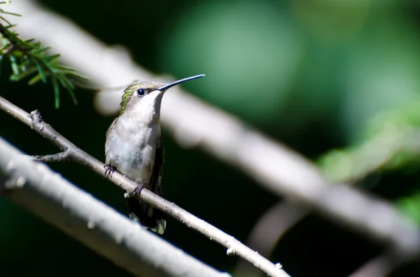 Ruby - throated hummingbird wznosi się w drzewo — Zdjęcie stockowe