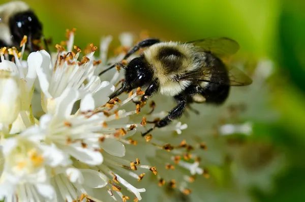 Bee verzamelen van stuifmeel van een witte bloem — Stockfoto