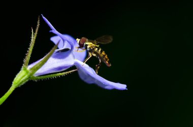 mor bir çiçek üzerinde dinlenme sarı arı