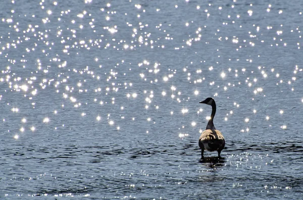 Canada Goose Silhouetted By Sparkling Water — Stock Photo, Image