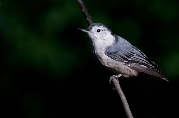 Bílá breasted brhlíka proti zeleným pozadím — Stock fotografie