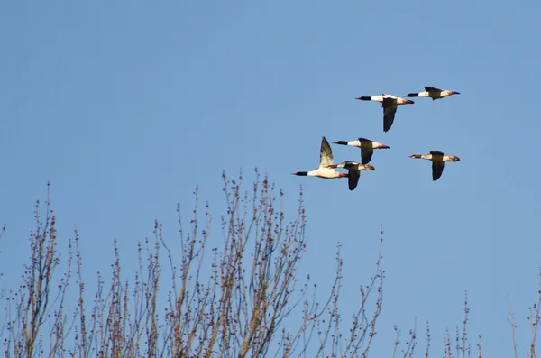 Gemeenschappelijk mergansers vliegen over het moeras — Stockfoto