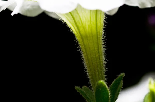 Natureza abstrato - Flor branca — Fotografia de Stock