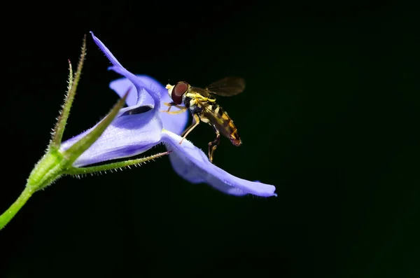 Abeille jaune reposant sur une fleur violette — Photo