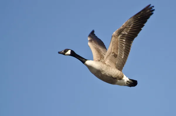 Osamělý canada goose létání v modré obloze — Stock fotografie