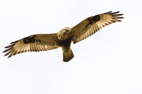 Raufußfalke auf weißem Hintergrund — Stockfoto