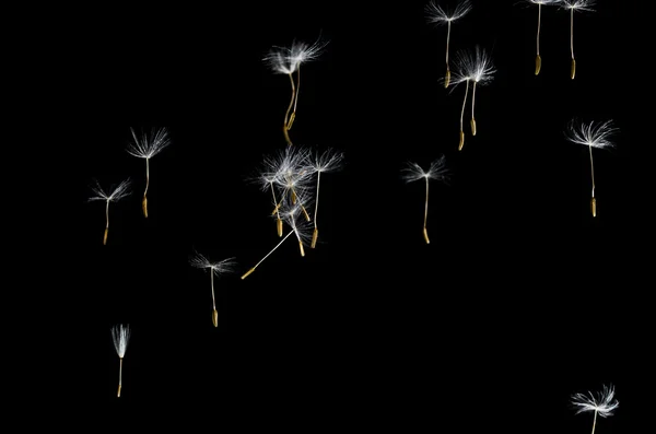 Dandelion Seeds Floating Free — Stock Photo, Image