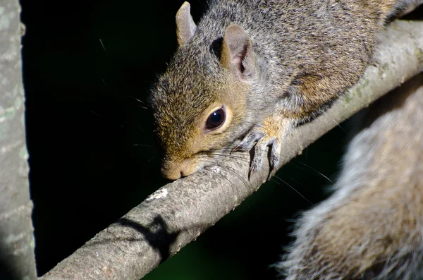 Ein ruhendes Eichhörnchen — Stockfoto