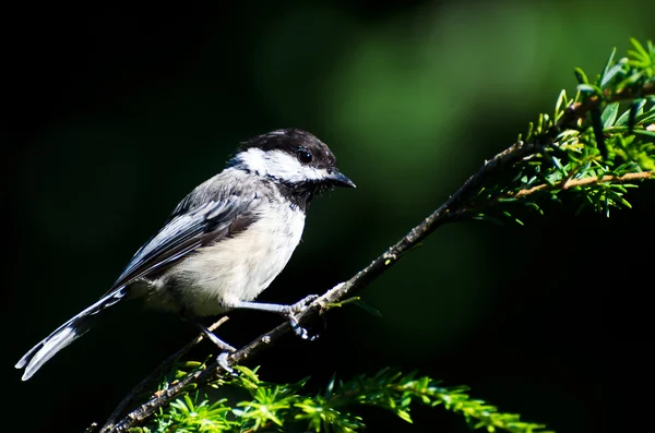 Svart-capped chickadee mot en grön bakgrund — Stockfoto