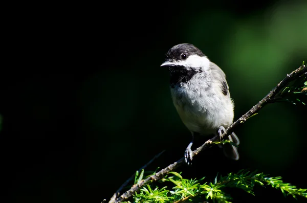 Black-Capped Chickadee Against A Green Background — Stock Photo, Image