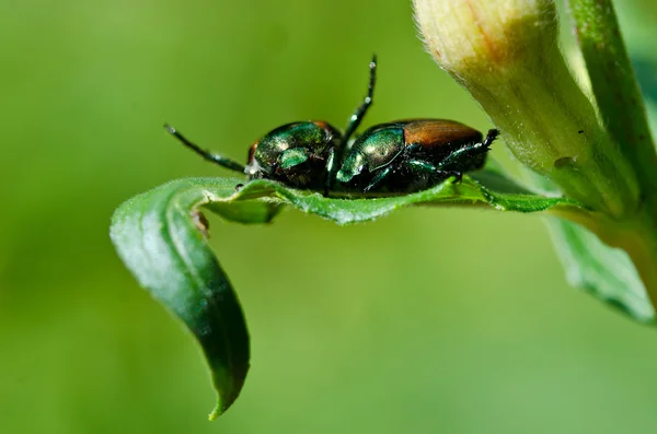 Maggiolino giapponese su una foglia — Foto Stock