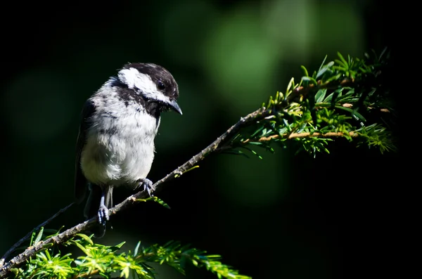 Black-capped chickadee tegen een groene achtergrond — Stockfoto