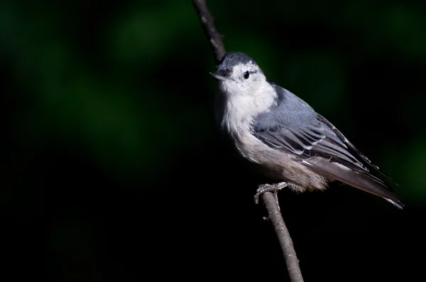 White-Breasted Nuthatch Against A Green Background — Stock Photo, Image