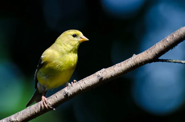 Vrouwelijke Amerikaanse distelvink zat in een boom — Stockfoto