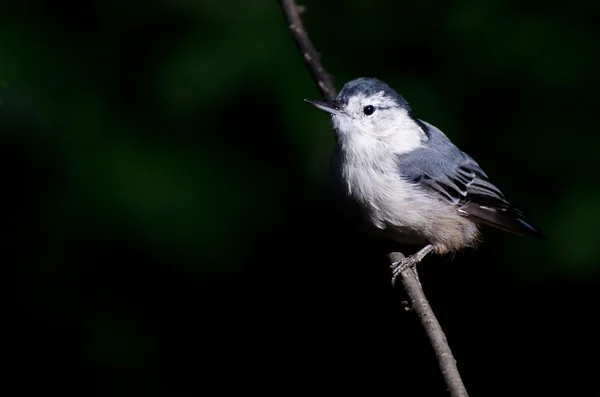 Nuthatch de peito branco contra um fundo verde — Fotografia de Stock