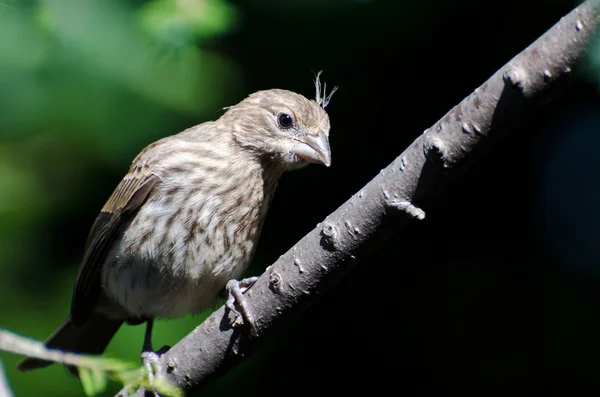 Huis finch zat op een tak — Stockfoto