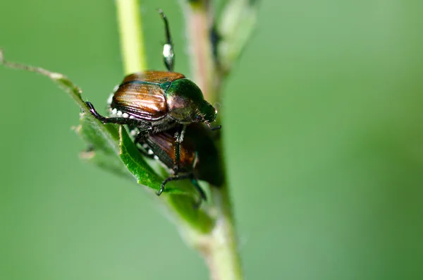 Japoński chrząszcza na liściu — Zdjęcie stockowe