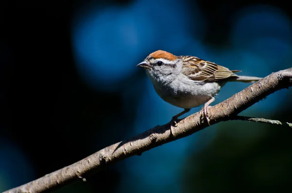 Chipping sparrow mot en blå bakgrund — Stockfoto