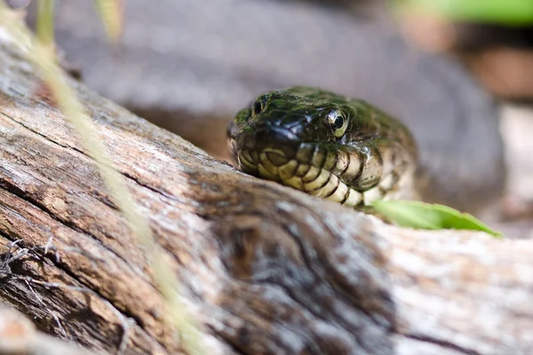 Snake Eyes — Stock Photo, Image