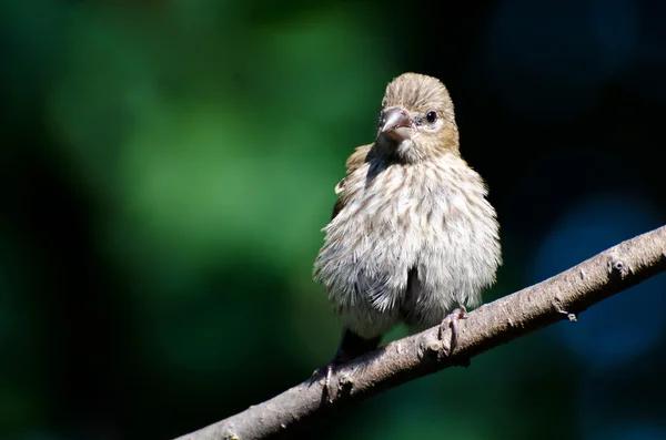 Junger Hausfink hockt auf einem Ast — Stockfoto