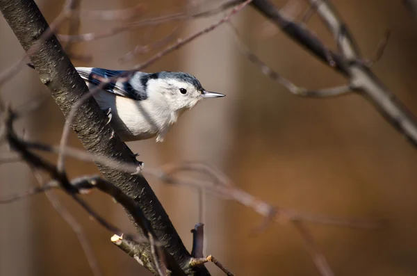 Sittelle à poitrine blanche Perchée sur une branche — Photo