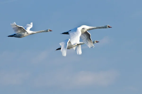 Tre cigni bianchi che volano in un cielo blu — Foto Stock