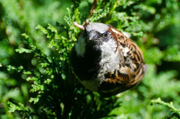 Angry House Sparrow — Stock Photo, Image