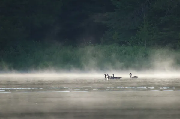 Geese on Misty Lake — Stock Photo, Image