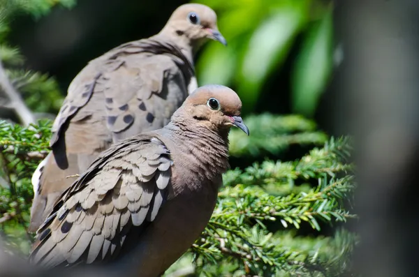 Mourning dove med ruggig fjädrar — Stockfoto