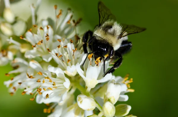 Biet samlar pollen från en vit blomma — Stockfoto