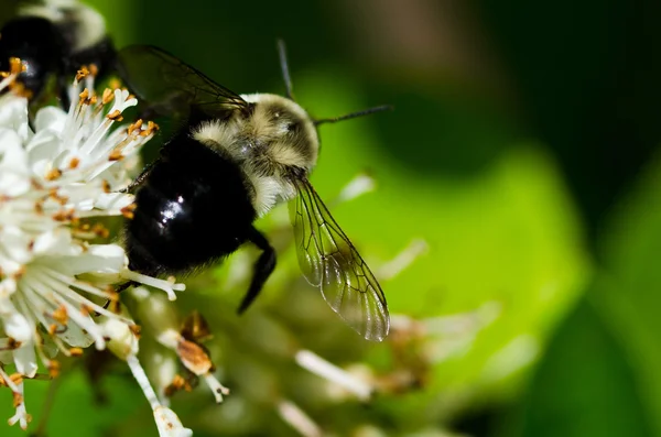 Een honingbij's vleugels — Stockfoto