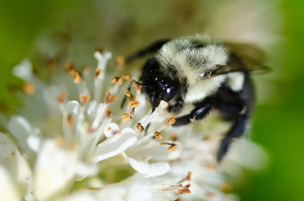 Zbieranie pyłku z białego kwiatu Pszczoła — Zdjęcie stockowe
