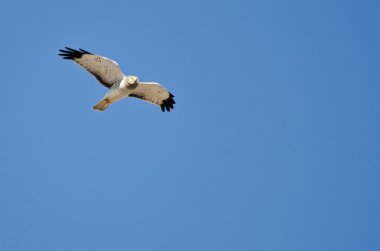 mavi gökyüzünde uçan gri hayalet