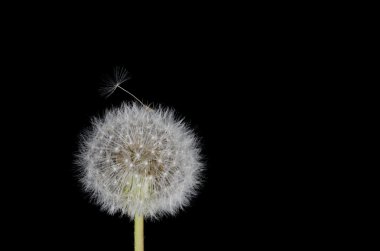 karahindiba tohum çalışma ücretsiz