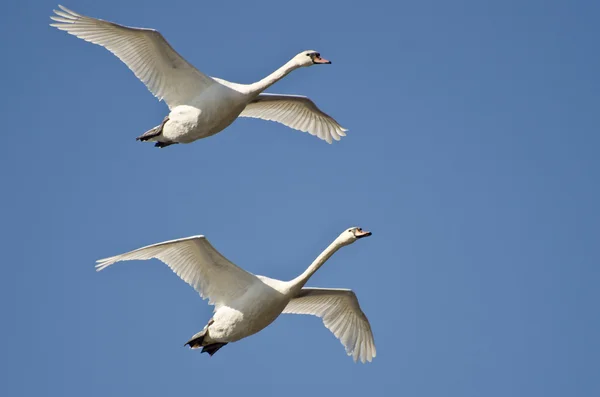 Coppia di cigni muti che volano in un cielo blu — Foto Stock